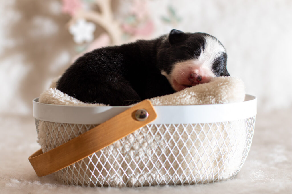 Chiot berger australien noir tricolore