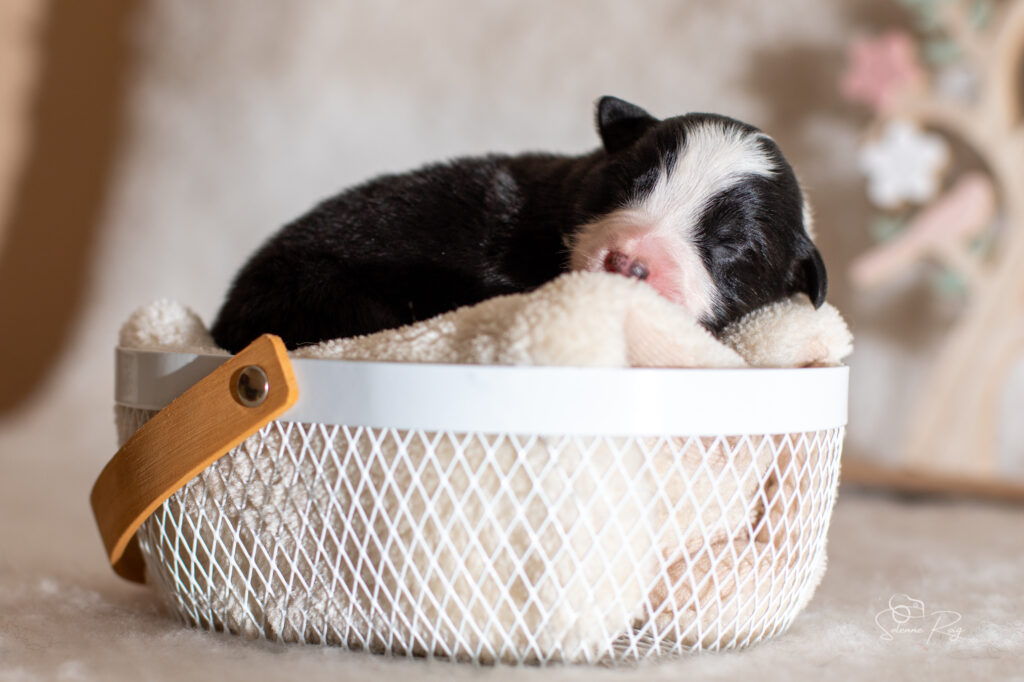 Chiot berger australien noir tricolore