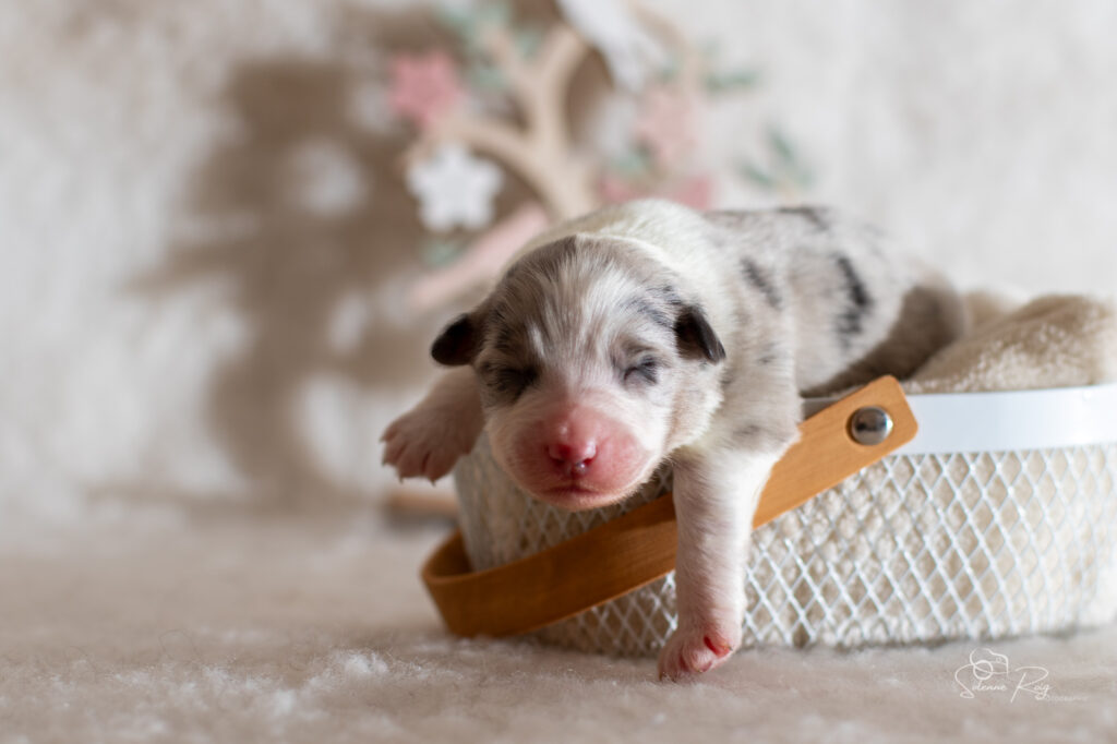 Chiot berger australien bleu merle