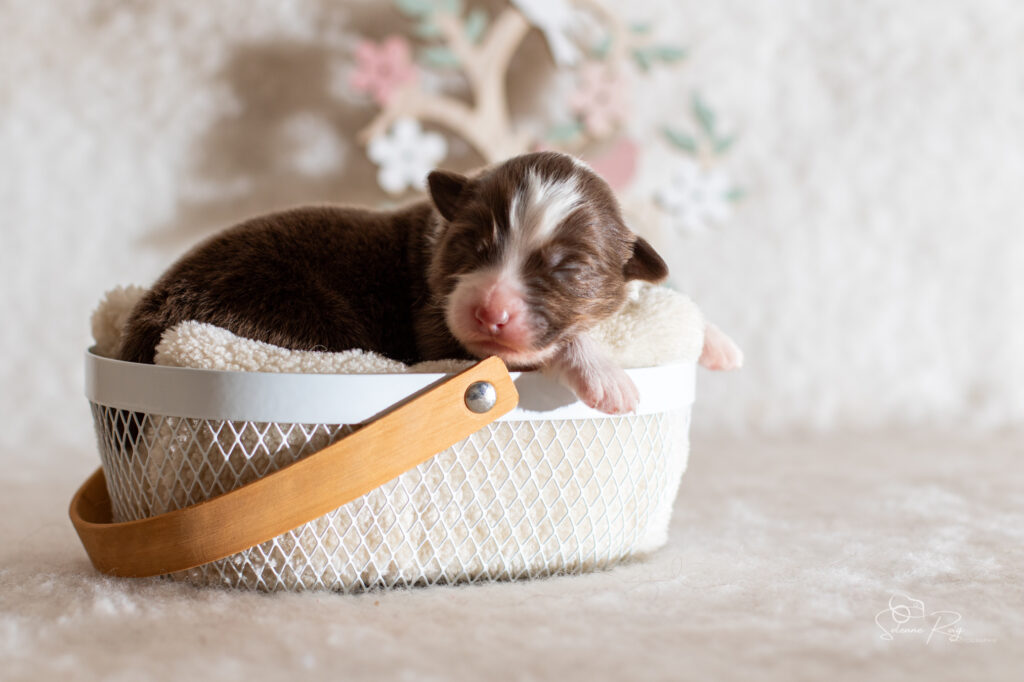 Chiot berger australien femelle rouge tricolore