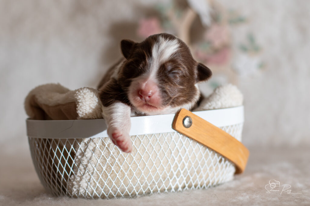 Chiot berger australien femelle rouge tricolore