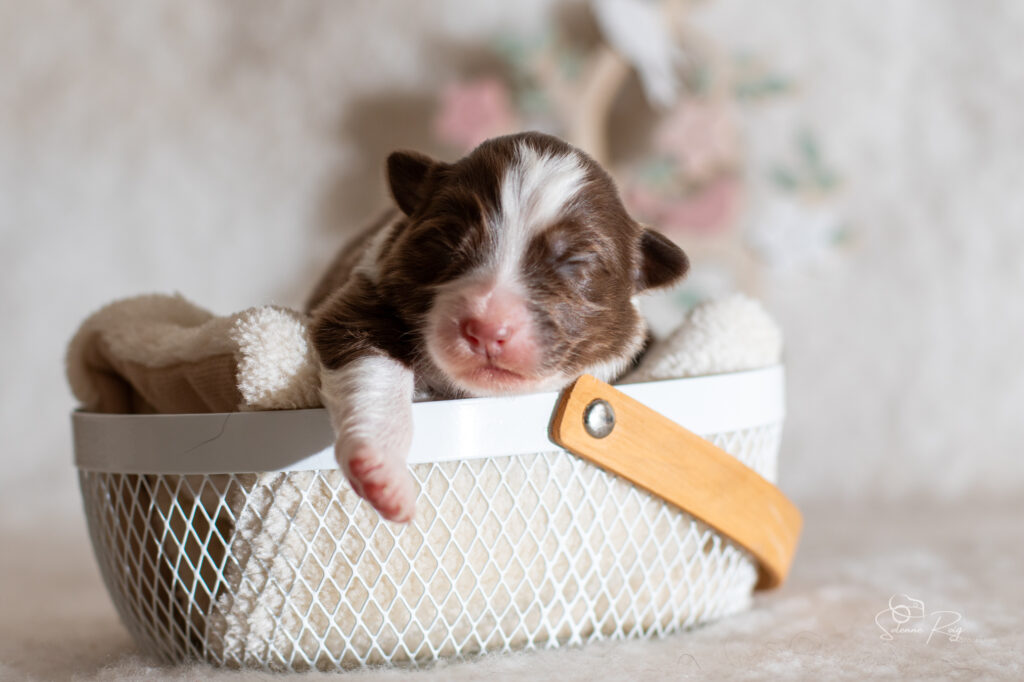 Chiot berger australien femelle rouge tricolore