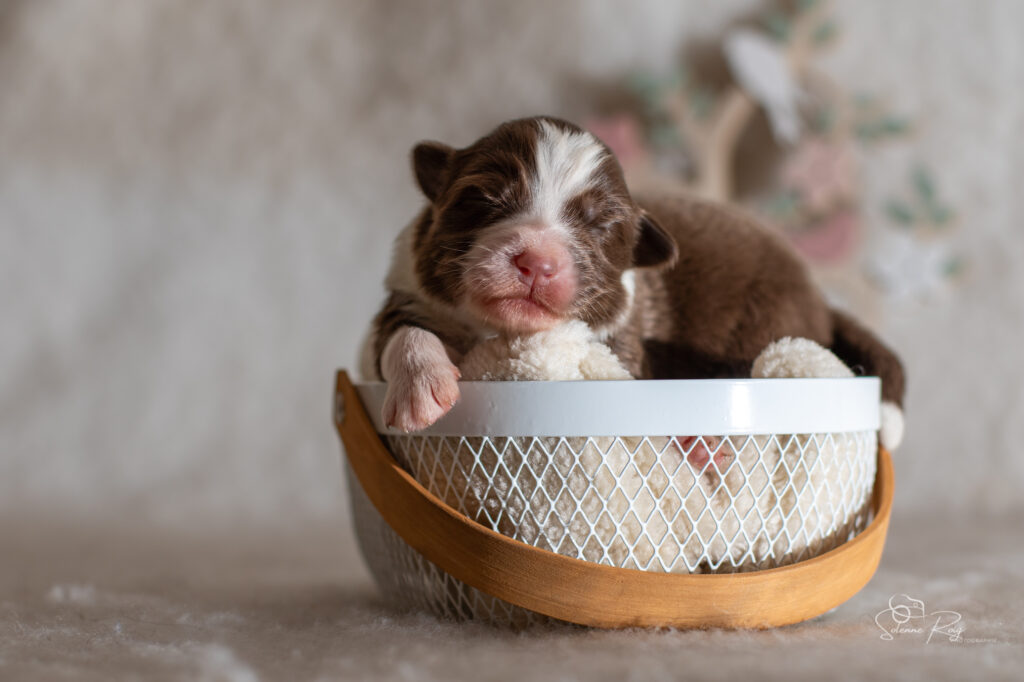 Chiot berger australien femelle rouge tricolore