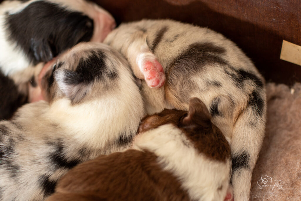 Chiots berger australien