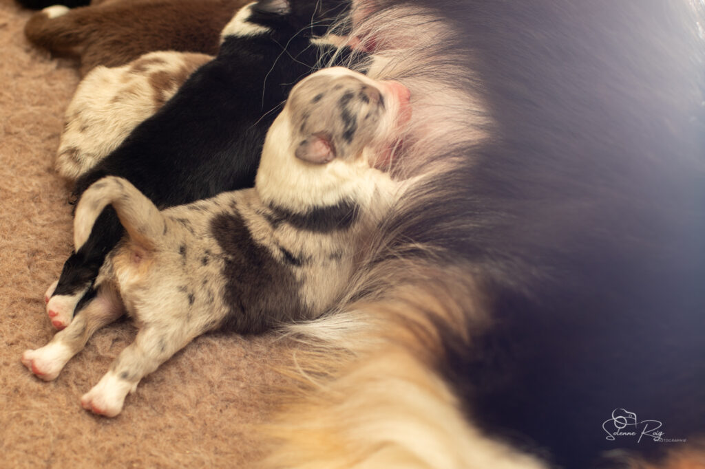 Chiots berger australien