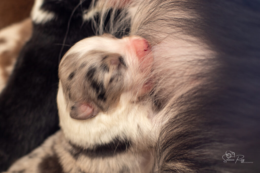 Chiots berger australien