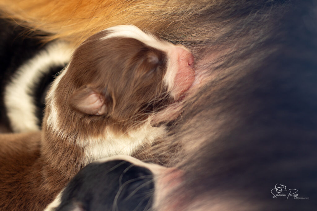 Chiots berger australien