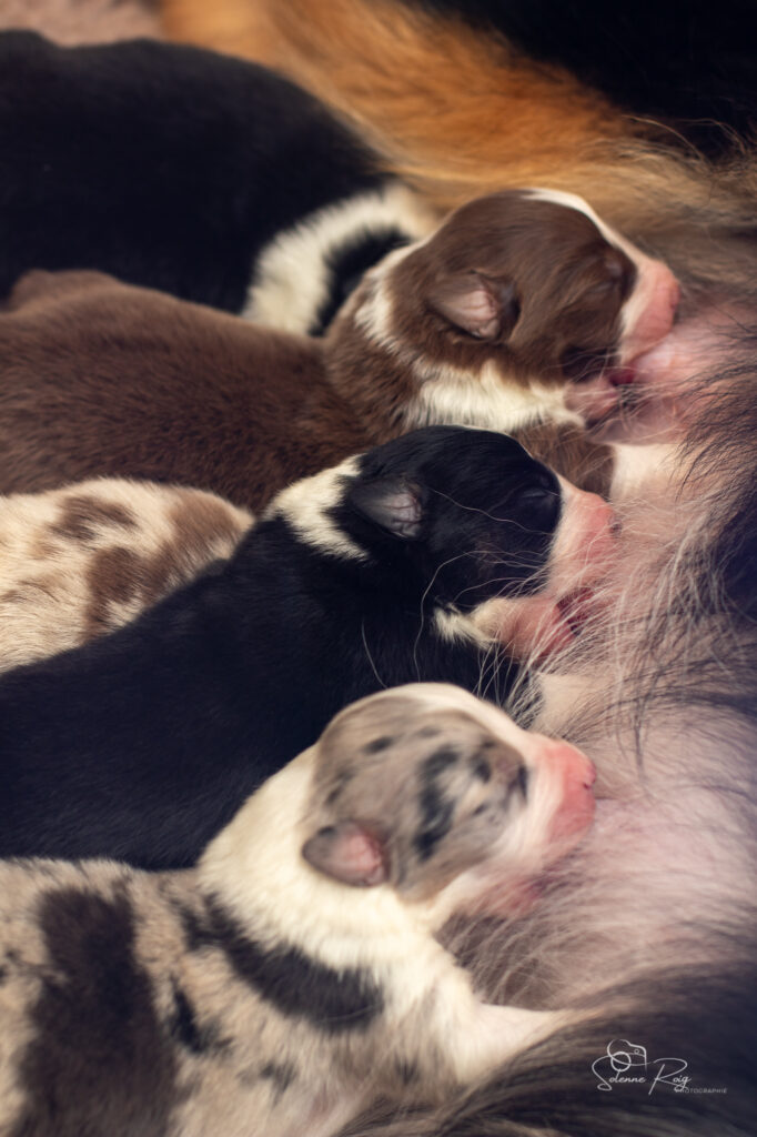 Chiots berger australien