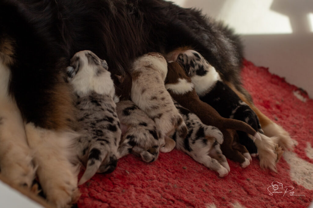 Chiots berger australien
