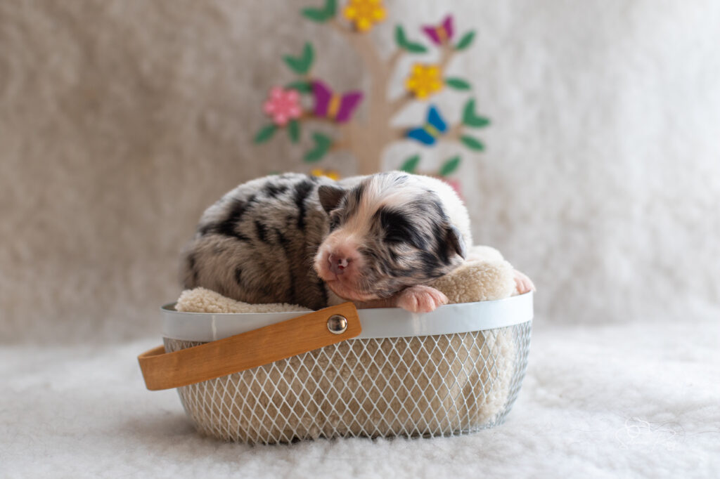 Chiot berger australien Femelle bleue merle 1 - 7 jours