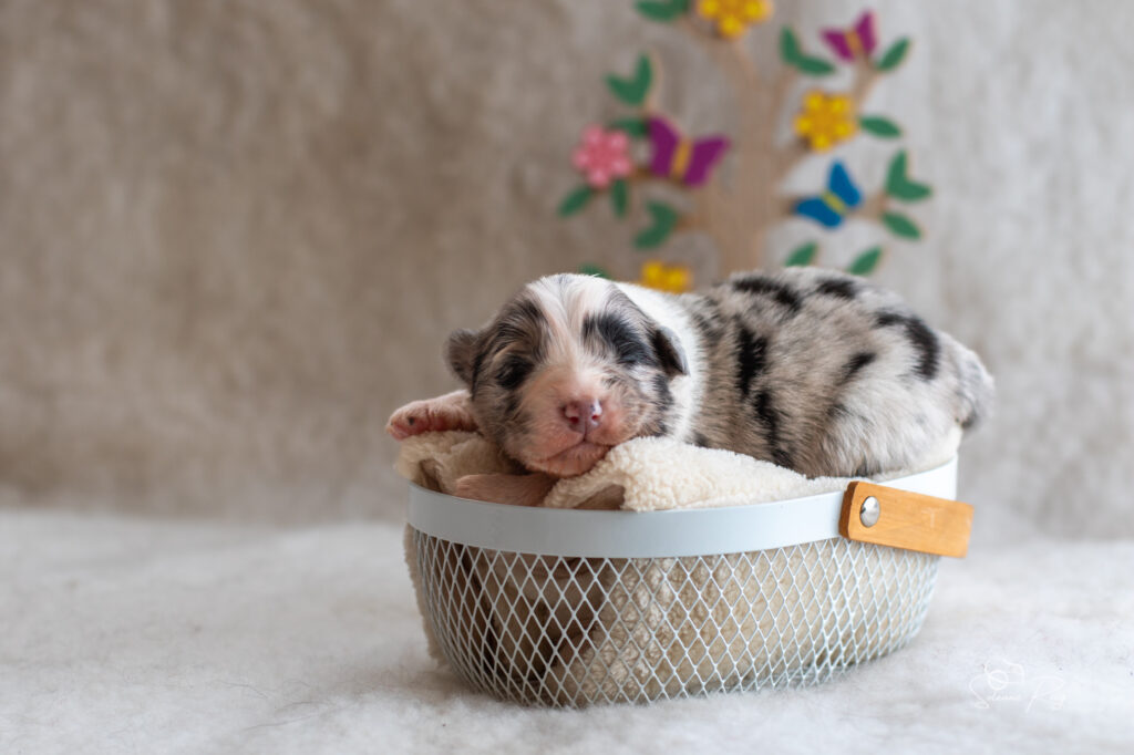 Chiot berger australien Femelle bleue merle 1 - 7 jours