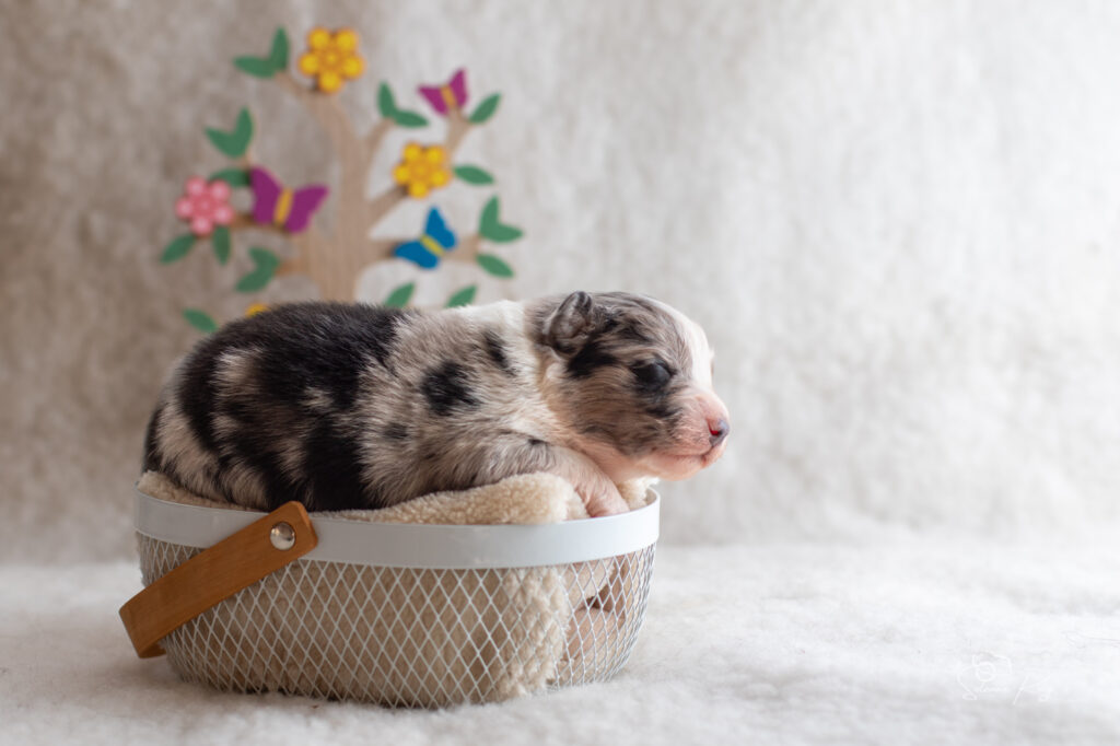 Chiot berger australien Femelle bleue merle 2 - 7 jours