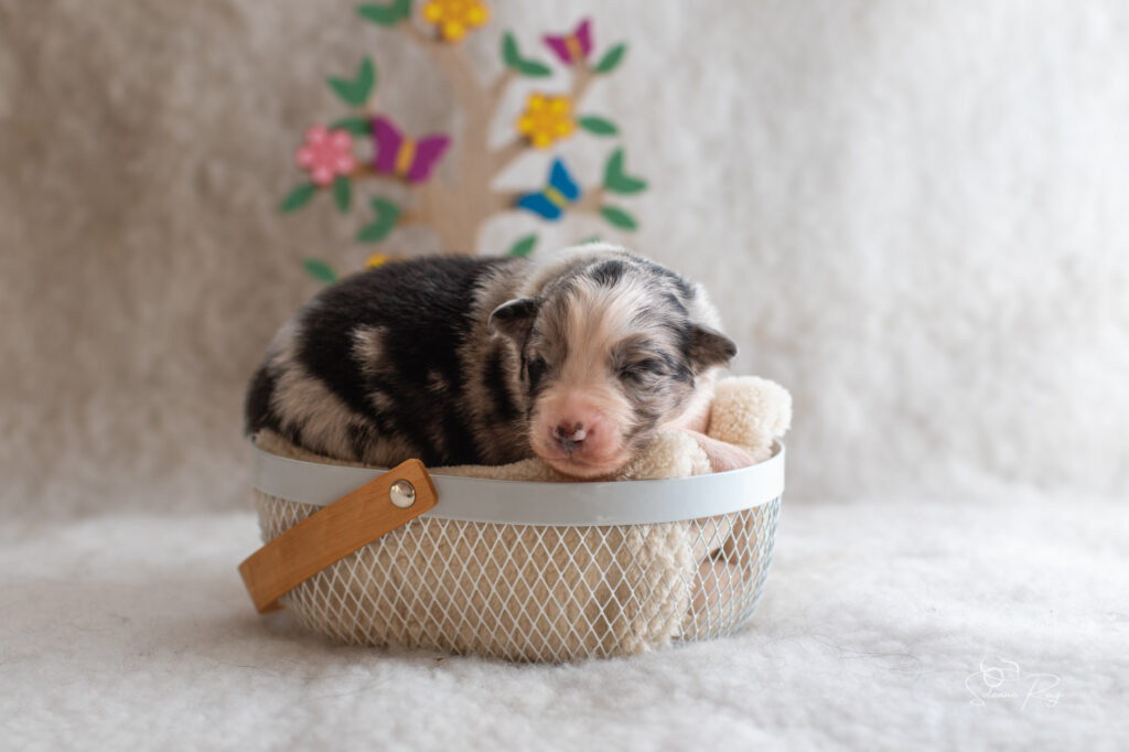 Chiot berger australien Femelle bleue merle 2 - 7 jours