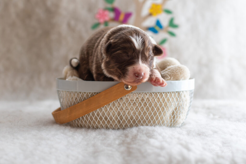 Chiot berger australien femelle rouge tricolore - 7 jours