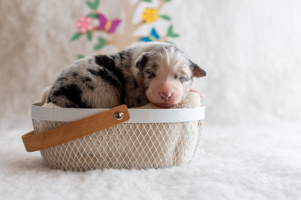 Chiot berger australien Femelle bleue merle 3 - 7 jours