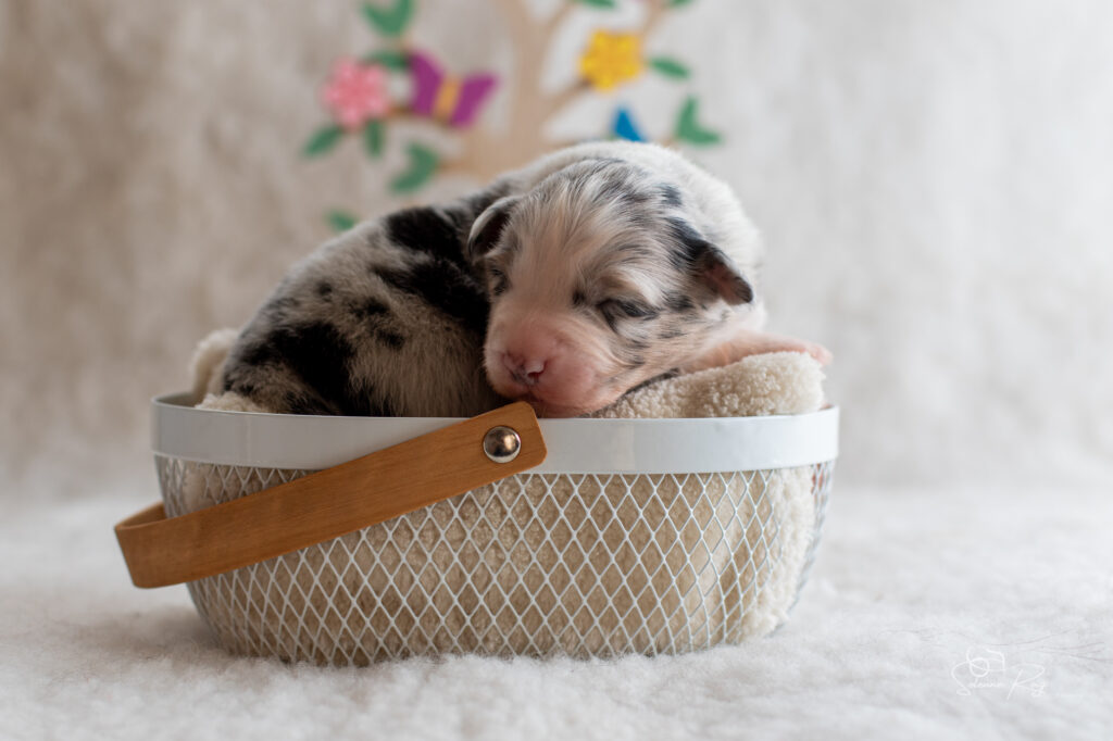 Chiot berger australien Femelle bleue merle - 7 jours