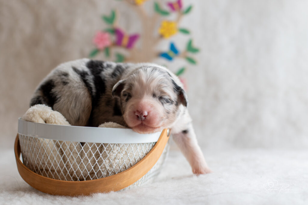 Chiot berger australien Femelle bleue merle 3 - 7 jours