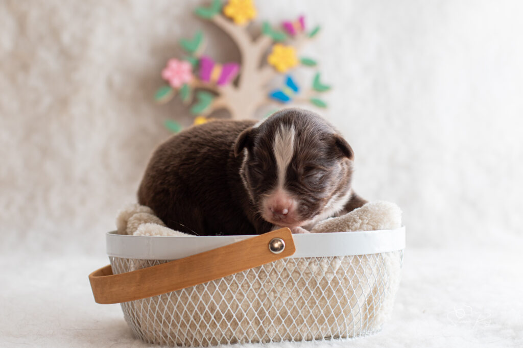 Chiot berger australien femelle rouge tricolore - 7 jours