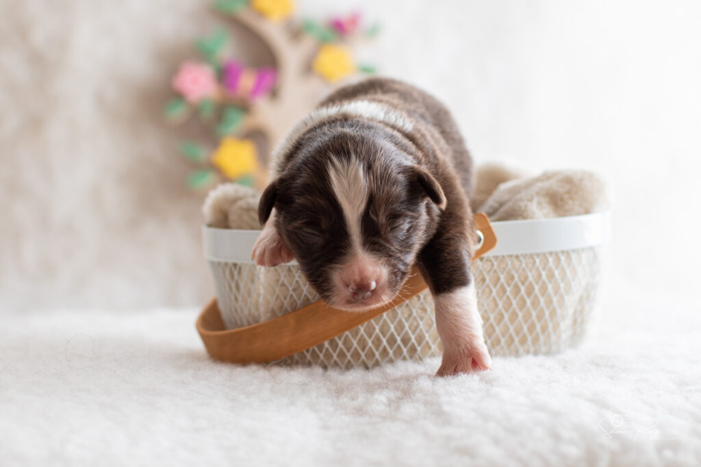 Chiot berger australien femelle rouge tricolore - 7 jours