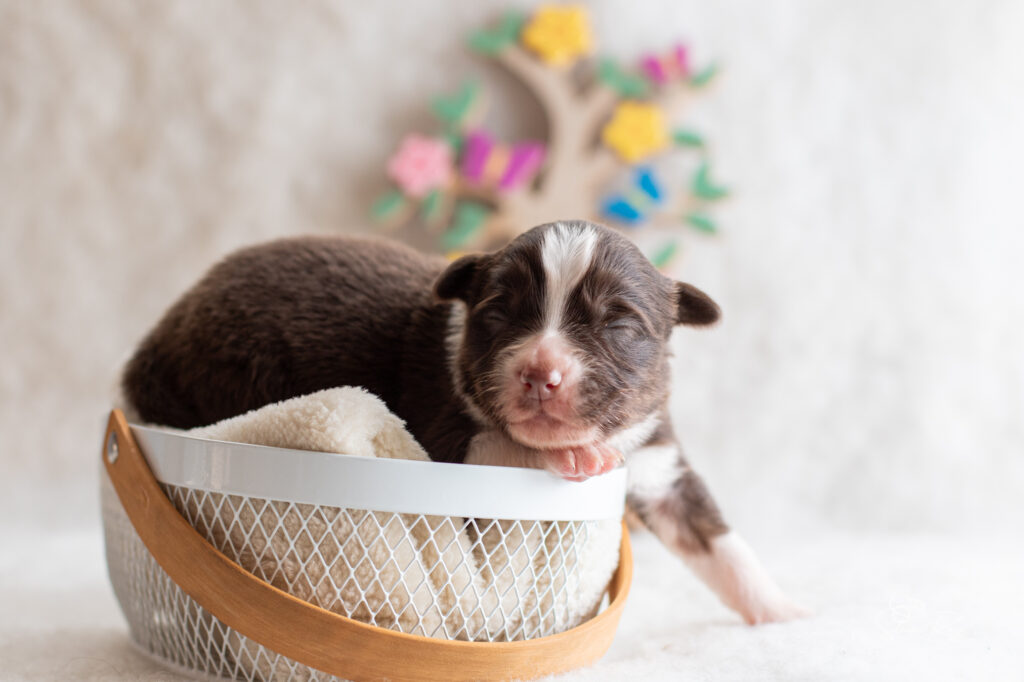 Chiot berger australien femelle rouge tricolore - 7 jours