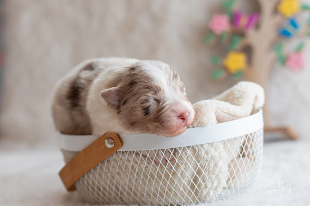 Chiot berger australien femelle rouge merle- 7 jours