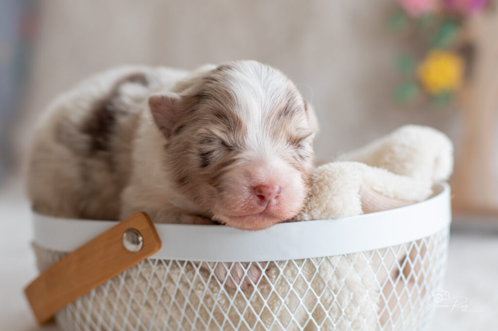 Chiot berger australien femelle rouge merle - 7 jours