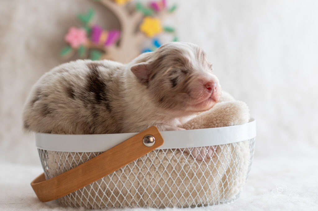 Chiot berger australien femelle rouge merle - 7 jours