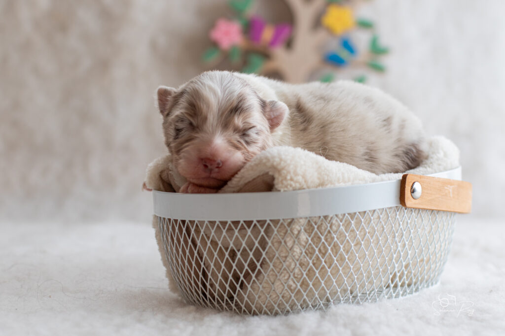 Chiot berger australien femelle rouge merle - 7 jours