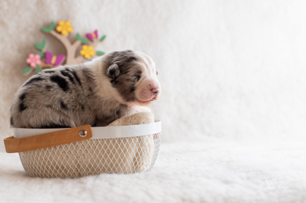 Chiot berger australien Mâle bleue merle - 7 jours