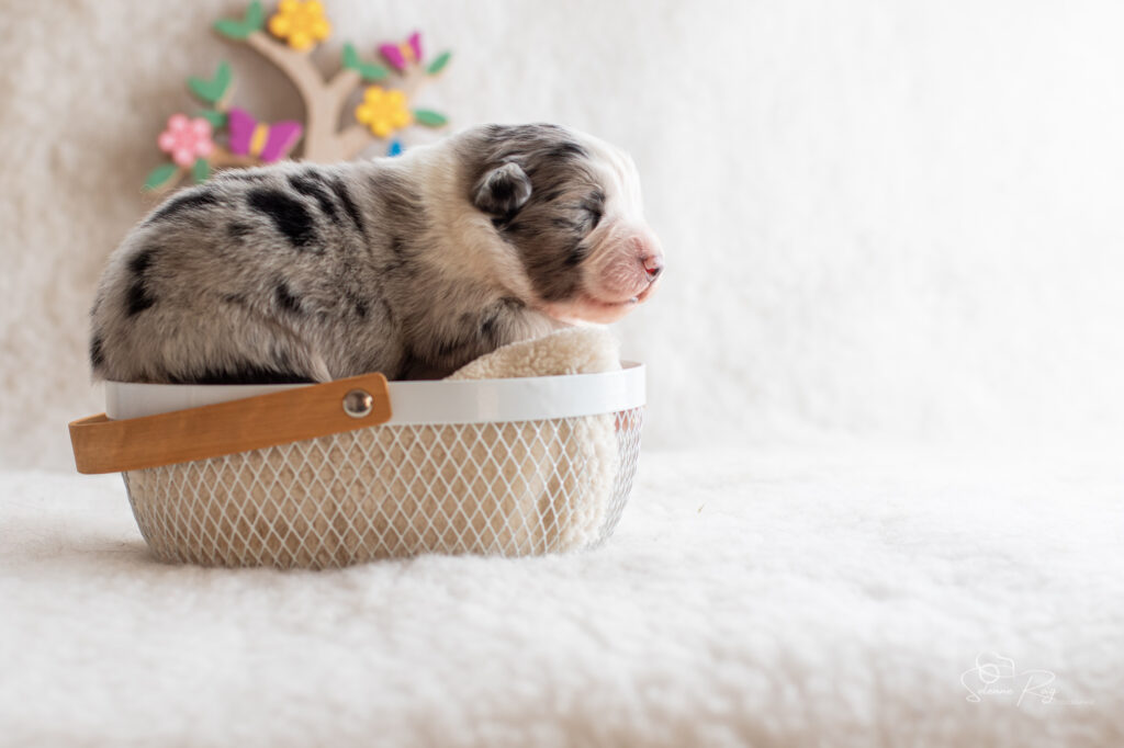 Chiot berger australien Mâle bleue merle - 7 jours