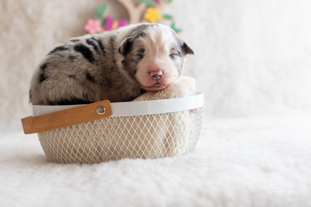 Chiot berger australien Mâle bleu merle - 7 jours