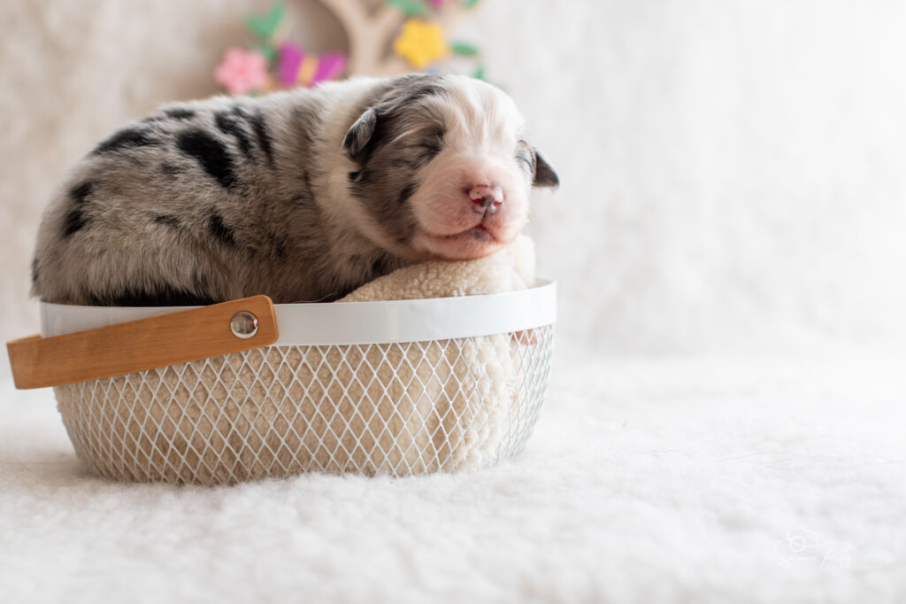 Chiot berger australien Mâle bleu merle - 7 jours