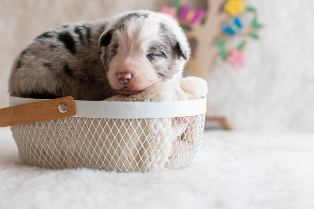 Chiots berger australien mâle bleu merle