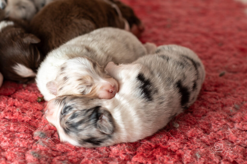 Chiots berger australien