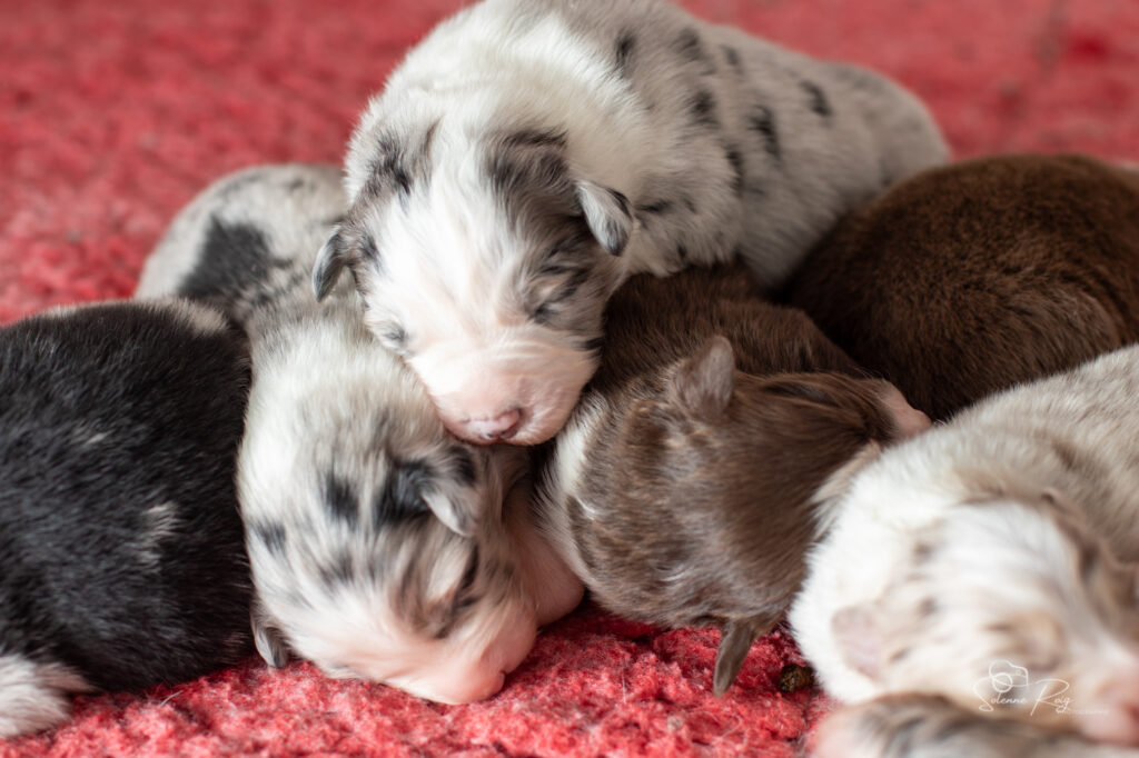 Chiots berger australien