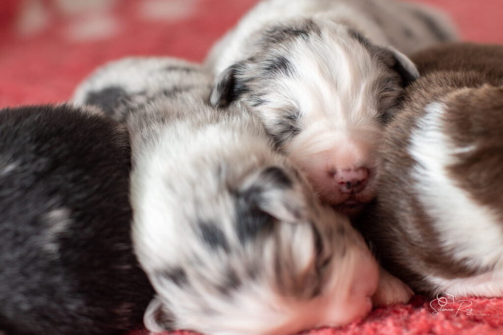 Chiots berger australien