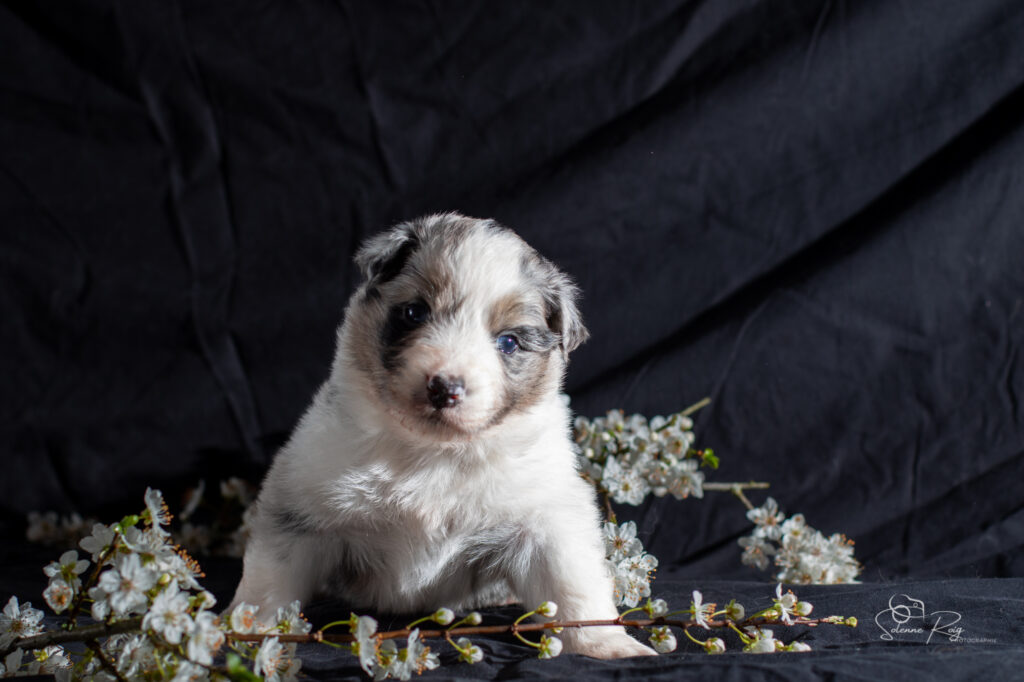 Chiot berger australien bleu merle