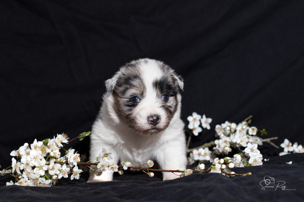 Chiot berger australien bleu merle