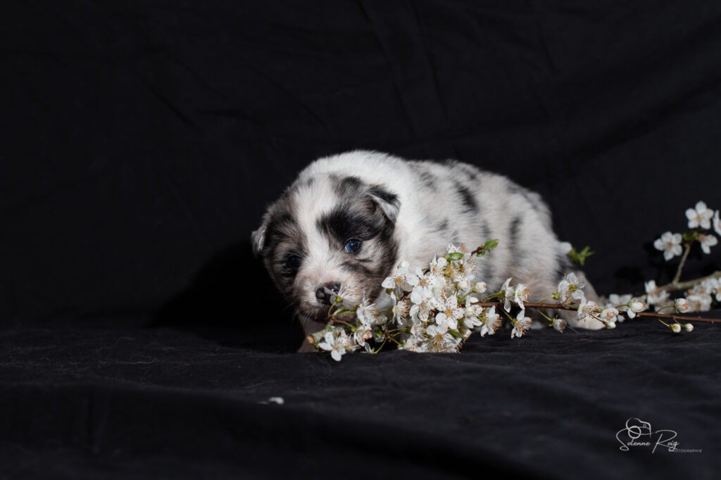 Chiot berger australien bleu merle