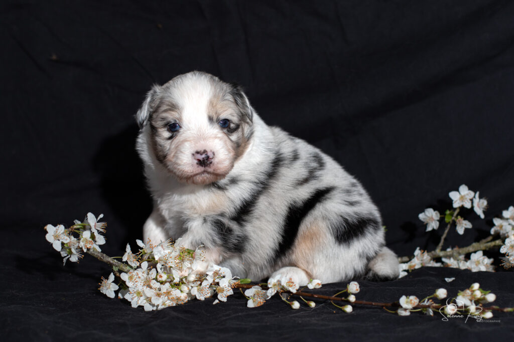 Chiot berger australien bleu merle