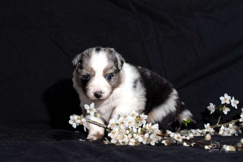 Chiot berger australien bleu merle