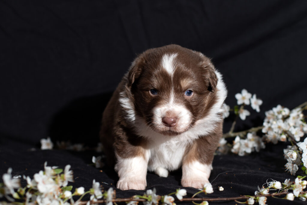 Chiot berger australien rouge tricolore