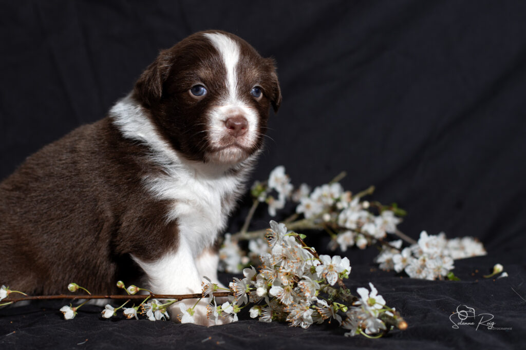 Chiot berger australien femelle rouge tricolore