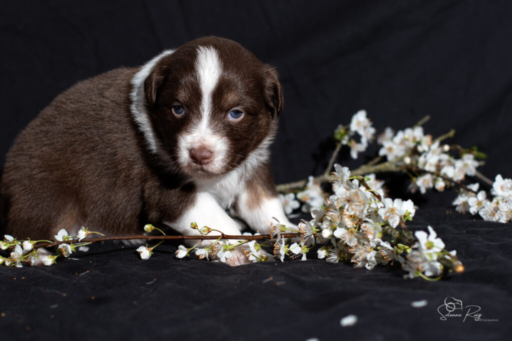 Chiot berger australien femelle rouge tricolore