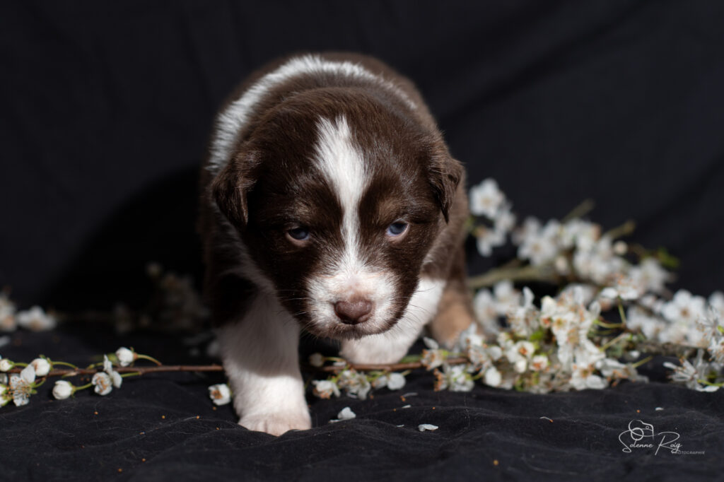 Chiot berger australien femelle rouge tricolore