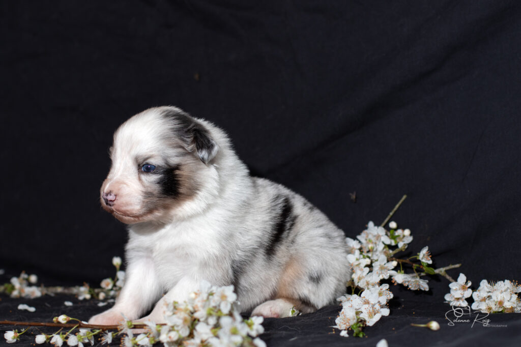 Chiot berger australien bleu merle