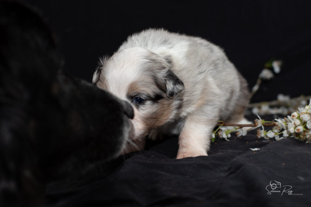 Chiot berger australien bleu merle