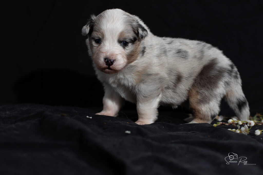 Chiot berger australien bleu merle