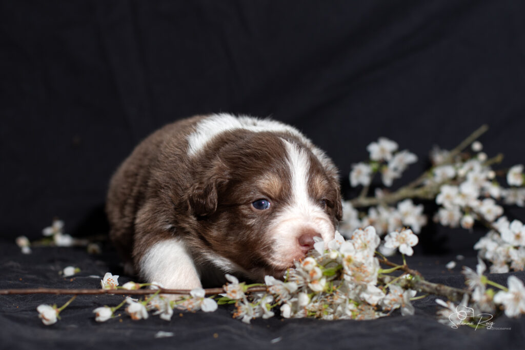 Chiot berger australien femelle rouge tricolore