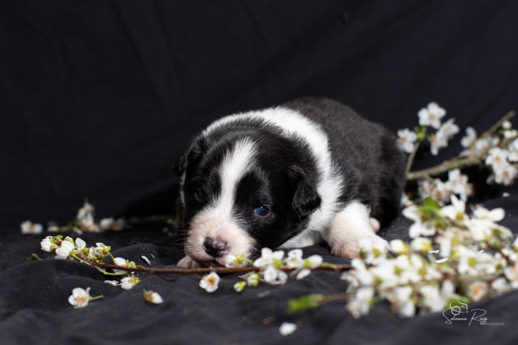 Chiots berger australien noir tricolore